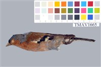 藏品(蒼頭燕雀)的圖片